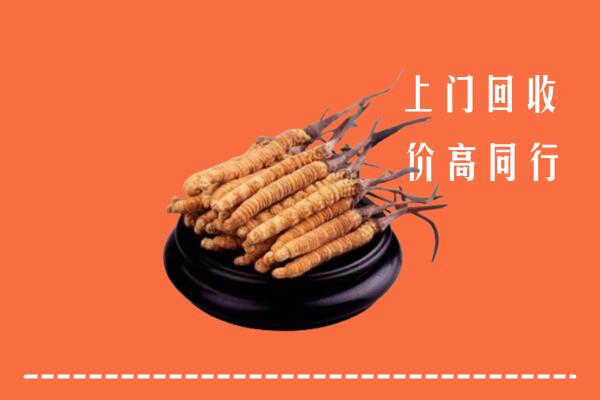 收购行情：蕉岭县冬虫夏草回收多少钱每克